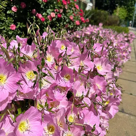 Mint Casa Rossa Lejlighed Sunny Beach